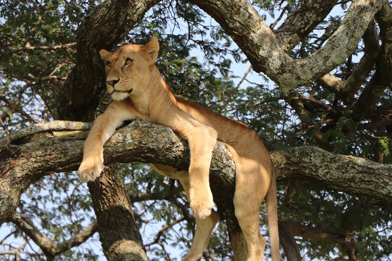 Queen Elizabeth National Park