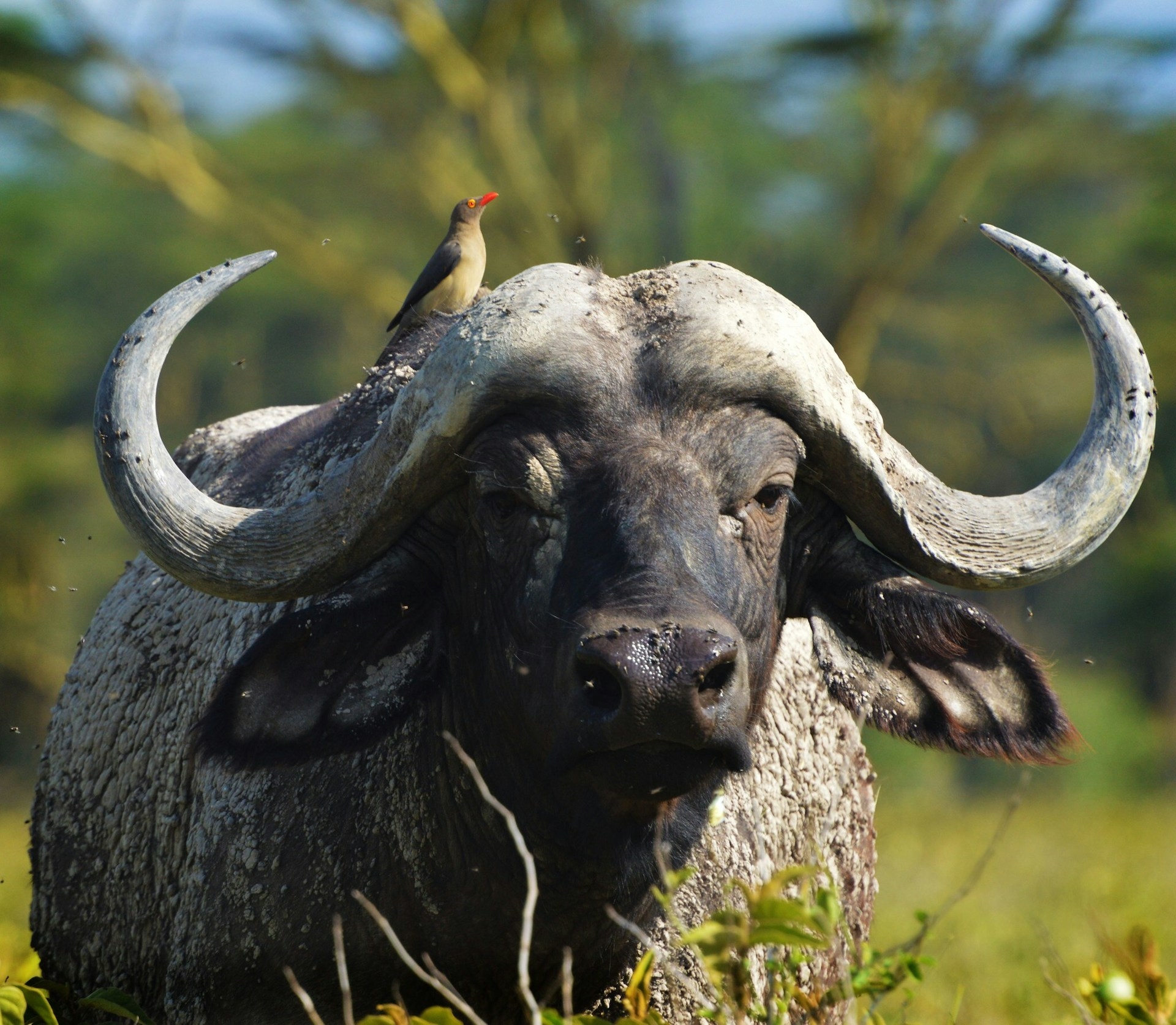 Kidepo Valley National Park