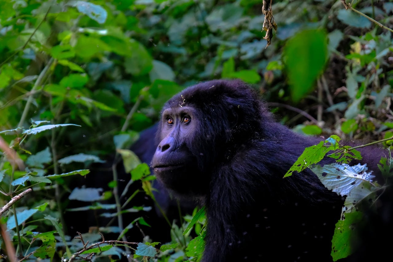 Bwindi impenetrable National Park