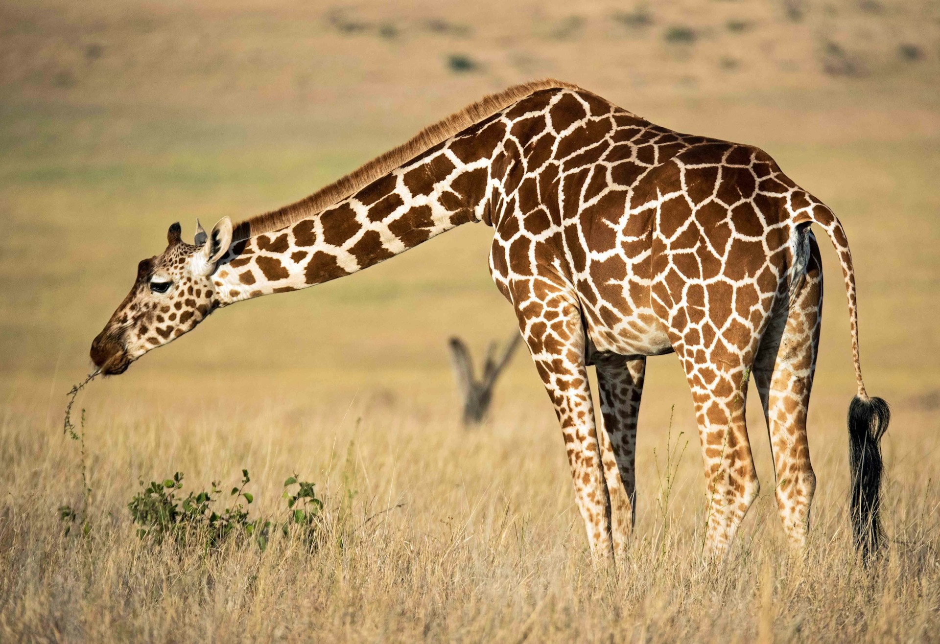 Murchison Falls National Park