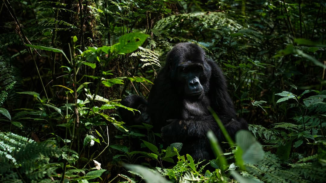 5 Day Mountain gorilla habituation and trekking experience