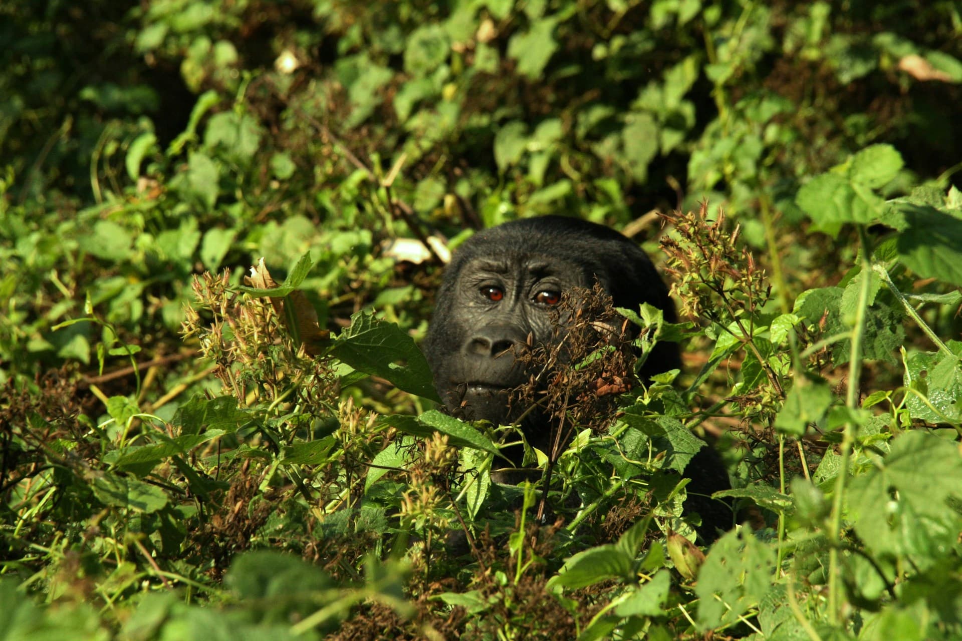 7 Days Rwanda Gorilla Safari Tour