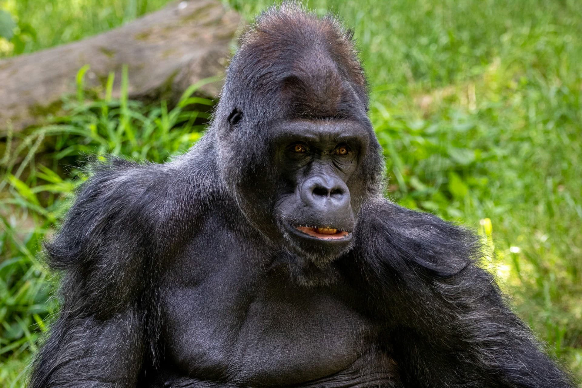 3 Day Bwindi Gorilla Habituation Tour from Kigali