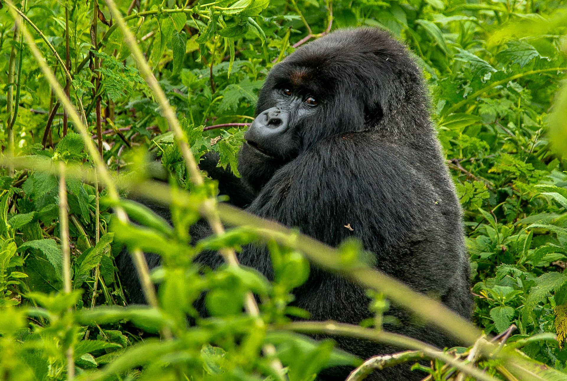 8 Days Rwanda Gorilla Holiday Tour