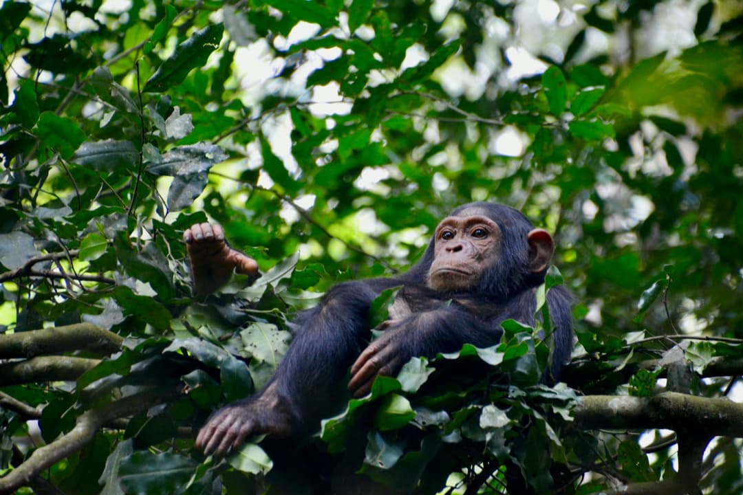 7 days Uganda wildlife, gorilla and chimpanzee trekking safari