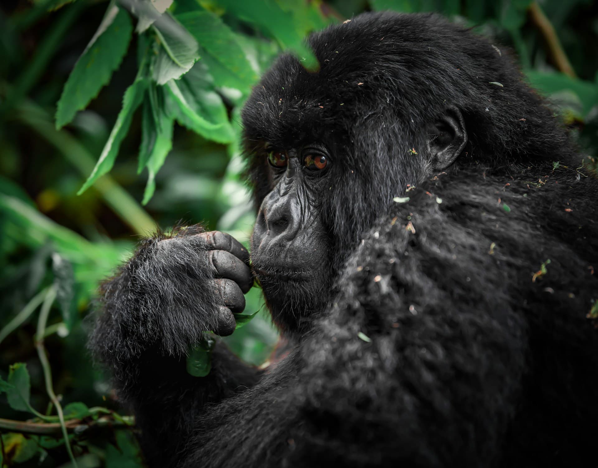 3 Days Gorilla Tracking In Rwanda