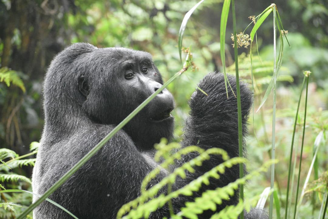 4 Days gorilla trekking safari in Uganda