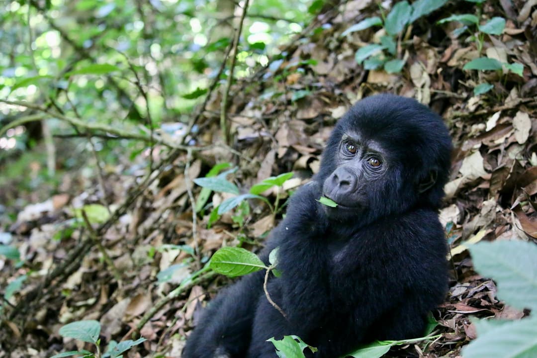 5 Days Gorilla Trekking Experience Rwanda Kigali