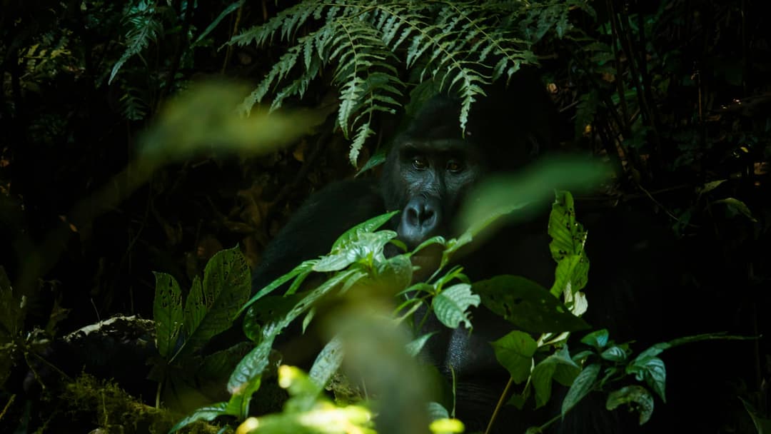 6 Days Rwanda Gorilla Safari Tour