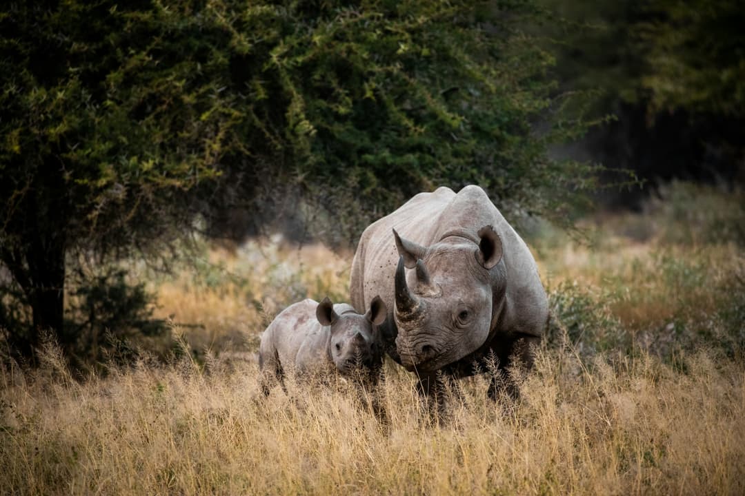 10 Days Best of Uganda Wildlife Safari