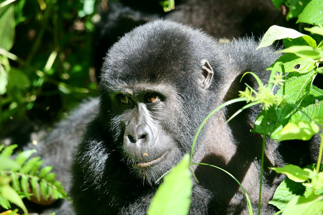 4 Days Gorillas and Lake Kivu Tour